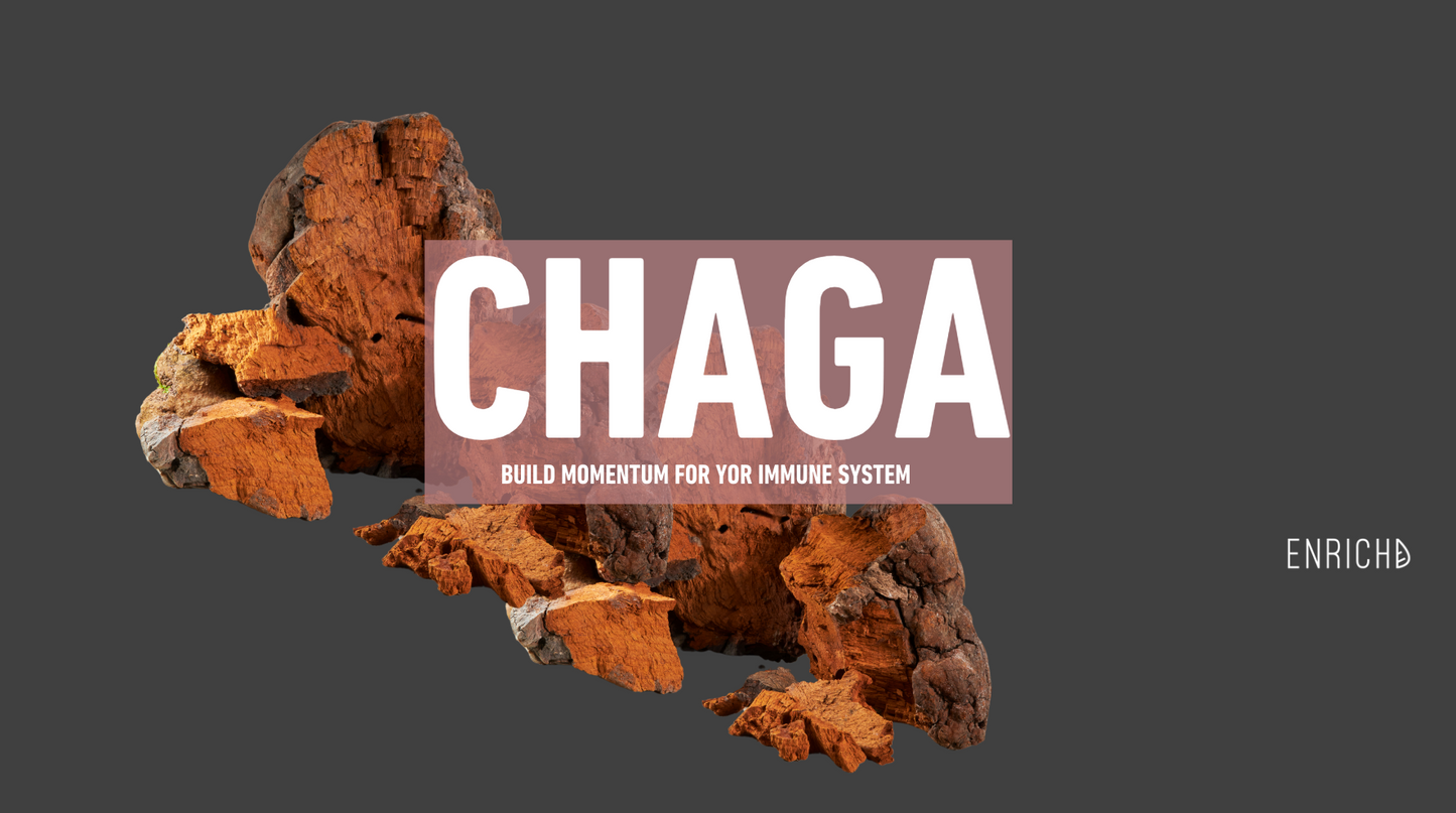 🍄 Chaga Mushroom Extract: Build momentum for your immune-system