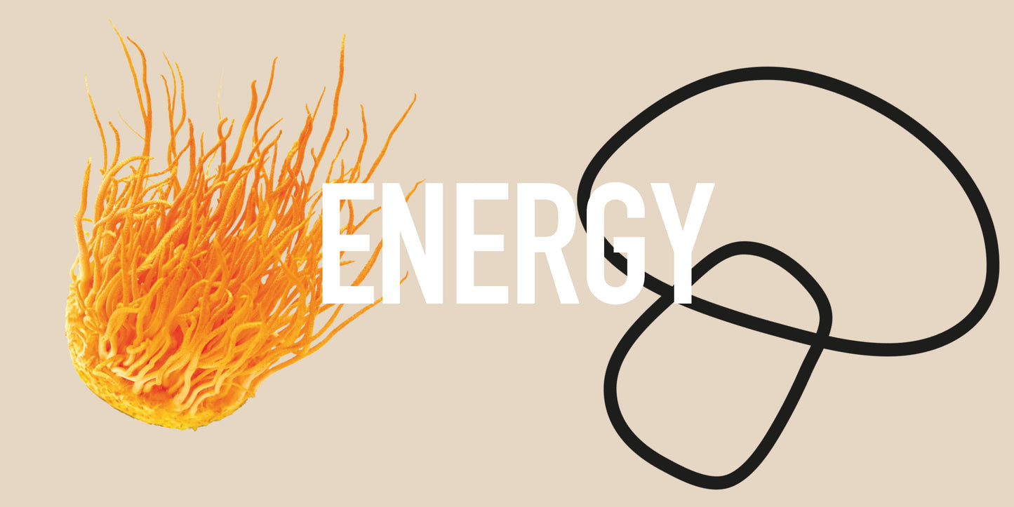 mushroom powders for energy