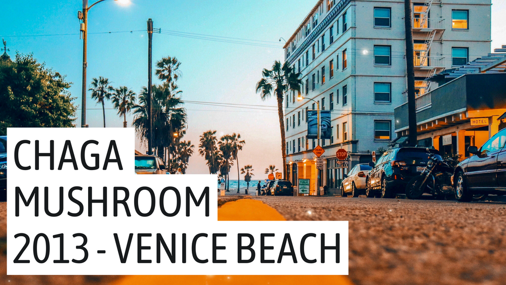 Chaga Mushroom in 2013 - a personal experience in Venice Beach