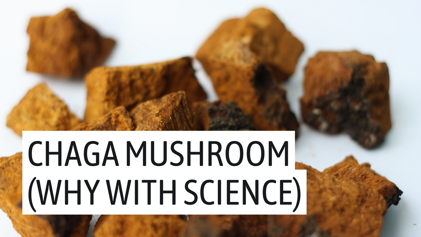 Chaga Mushroom - Why? (With science)