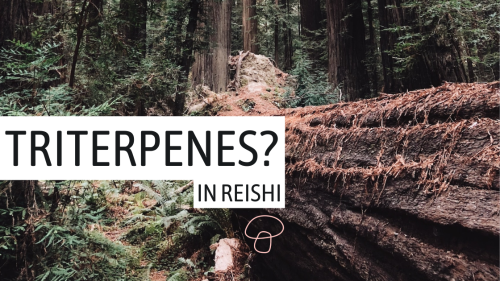Unlocking the Power of Triterpenes in Reishi!
