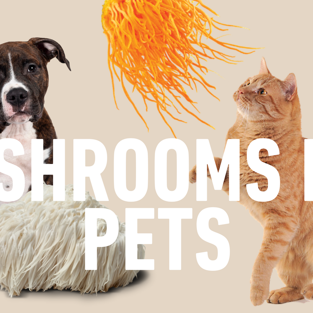 Medicinal Mushrooms for Dogs and Cats: Benefits, Risks, and Safety Tips 🐶🍄🐱