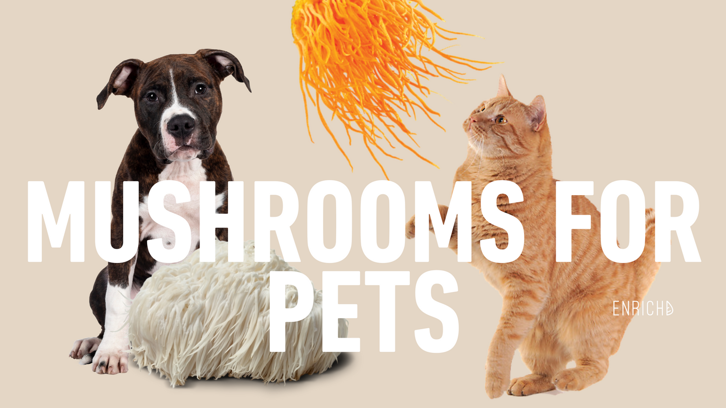 Medicinal Mushrooms for Dogs and Cats: Benefits, Risks, and Safety Tips 🐶🍄🐱