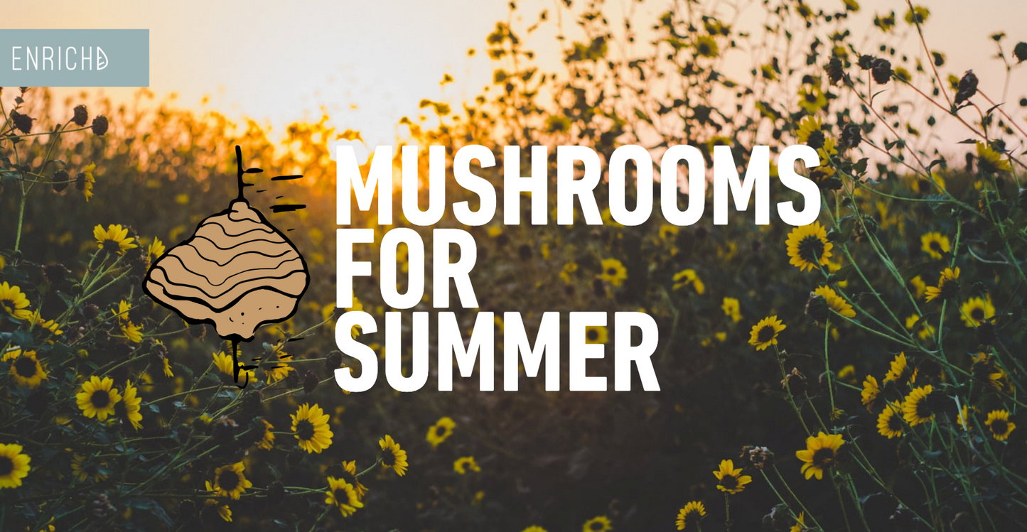 Why Chaga Is the Mushroom Your Skin Wants in Summer