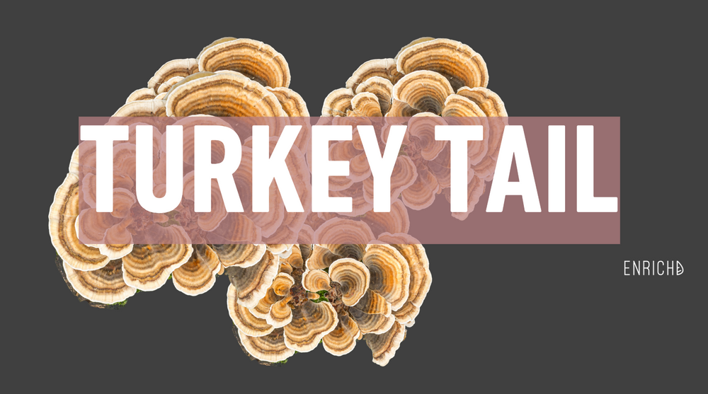 Turkey Tail Mushroom Extract: A Powerful Immune-Support Superfood