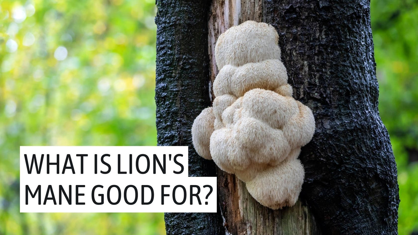 Lion's mane, medicinal mushrooms, research, lion's mane extract, dual extract, functional mushrooms