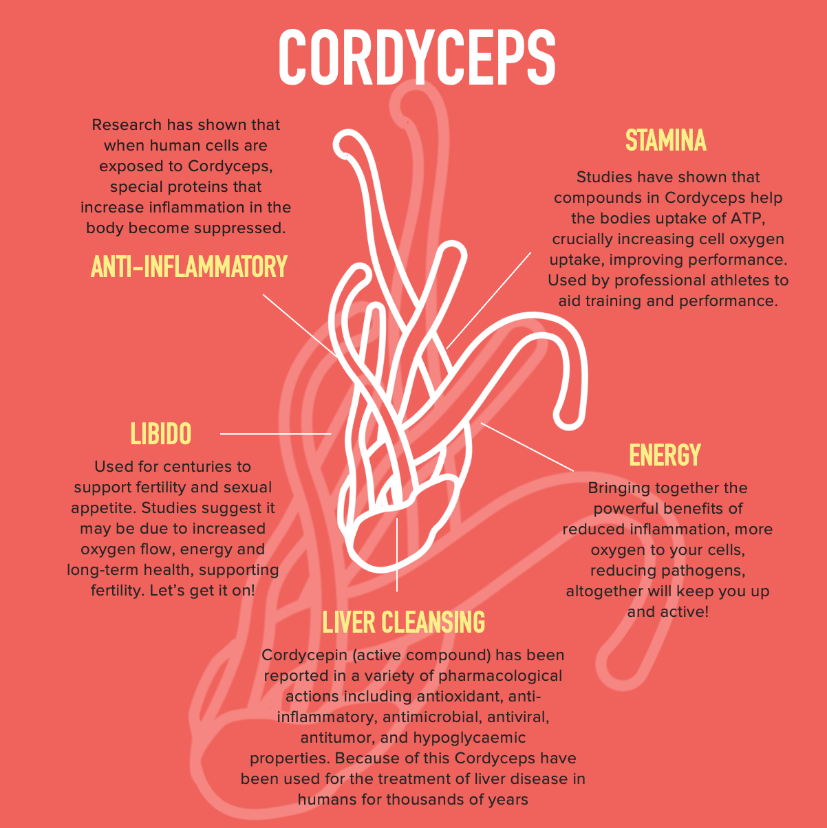 Energy with Clarity // Cordyceps and Lions Mane Energy with Clarity // Cordyceps and Lions Mane